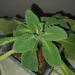 Perene: Digitalis purpurea - naprstak, slika2